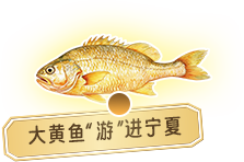 大黄鱼游进宁夏