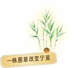 一株菌草改变宁夏